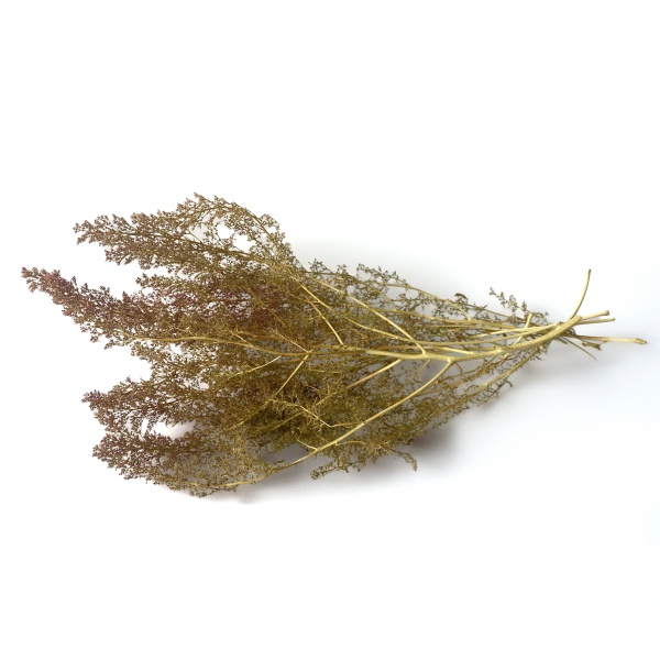 Çalılık ve Ağaç Dalı için Yabani Bitki Kümesi