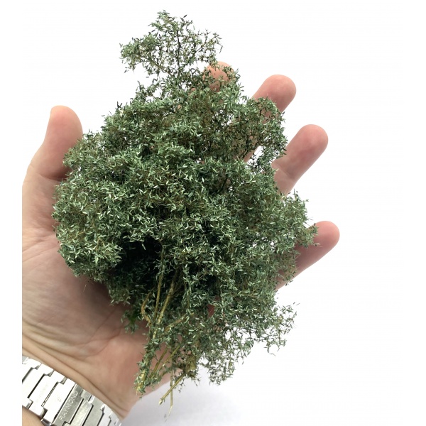 Gümüş Söğüt Yabani Çalılık Kümesi