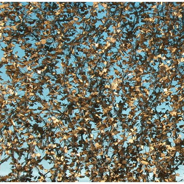 Sonbahar Küçük Yapraklı Sarmaşık (15 x 4 cm)