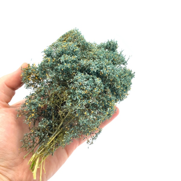 Yabani İğde Bitki Çalılık Kümesi