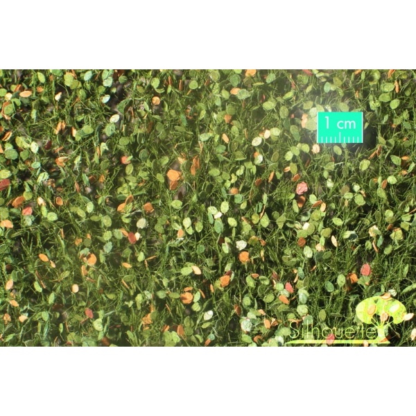 Sonbahar Öncesi İri Kayın Ağacı Yaprağı (15 x 4 cm)