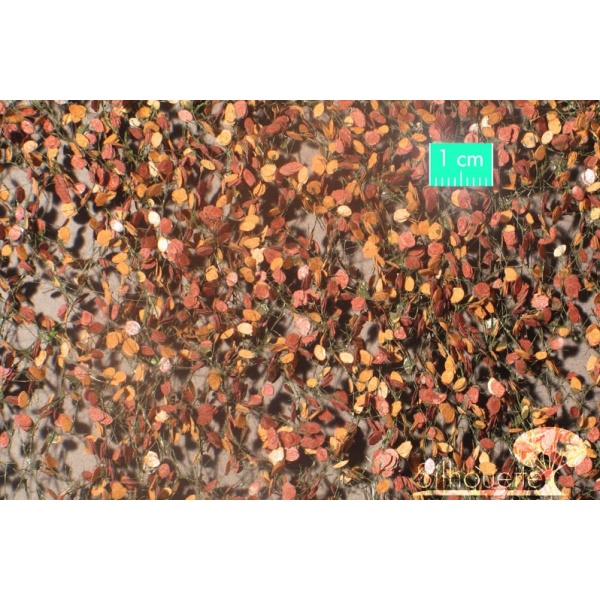 Sonbahar Sonu İri Kayın Ağacı Yaprağı (15 x 4 cm)